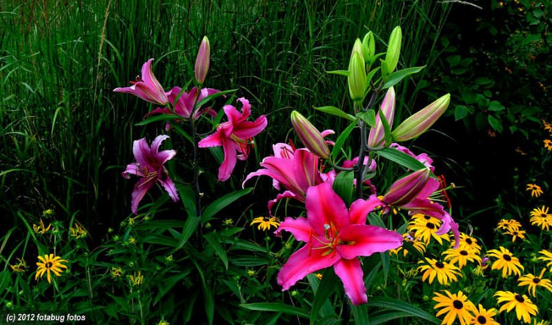 A Floral Display