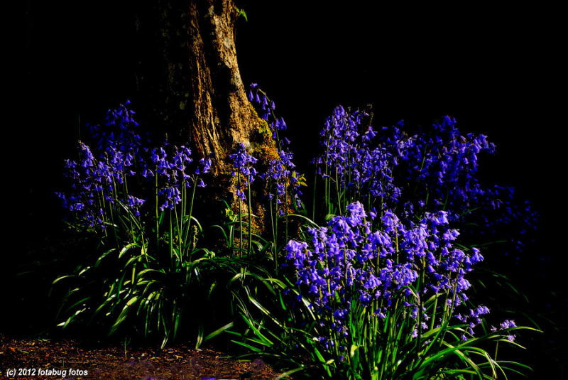 Bluebells Basking in the Light