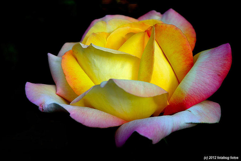 Magnificent Masquerade Rose