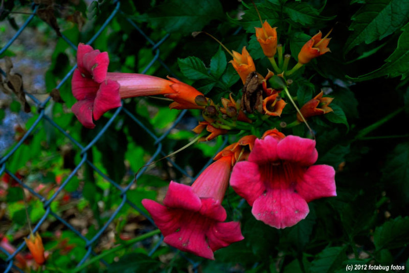 On The Fence - Trumpet Vine