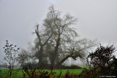 Tree In Foggy Field