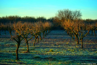 Orchard, Winter Morning