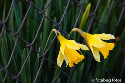 Daffodils and Fence