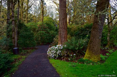 Spring Comes To Hendricks Park, Slowly