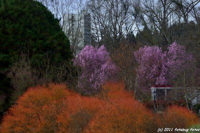 Spring Adds Color To Alton Baker Park