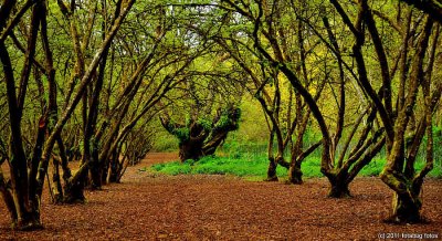 Fairy Tale Forest