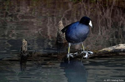 An Old Coot