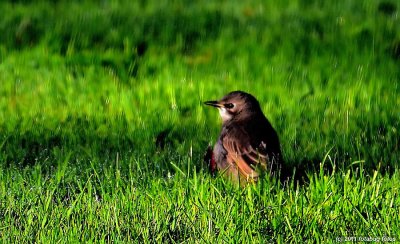 Bird in the Grass