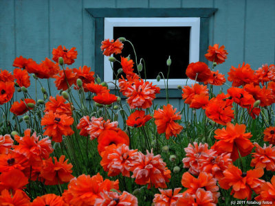 Poppies and Window