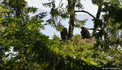 Fledgling Bald Eagles, Almost Full Grown