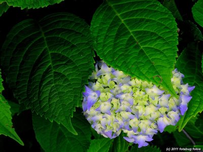 Hydrangea In A Bed of Leaves