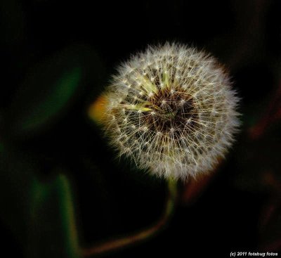 Dandelion Flowerhead
