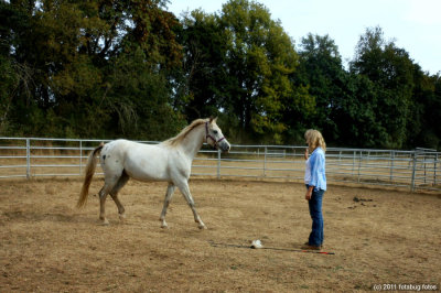 Carol's Horse