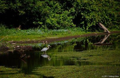 Great Blue Heron at Delta Ponds
