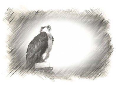 Osprey in a Photo Sketch
