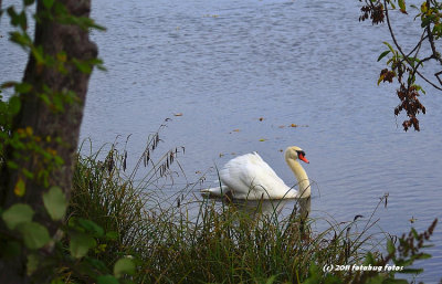 Swan in Mill Pond
