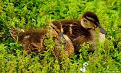 Pair of Ducks