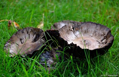 Mushrooms - Not Very Pretty