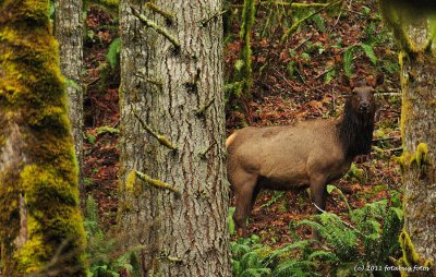 Cow Elk In The Cascades
