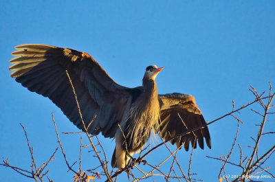 Spreading Its Wings (for me?)