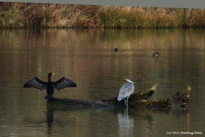 Heron Chasing Cormorant From Log
