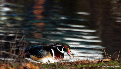 Wood Duck With Fish?