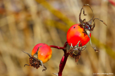 What Is It?  Rose Hips