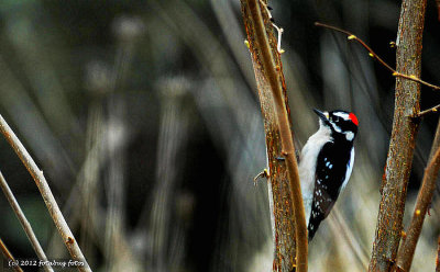 Downy Woodpecker!