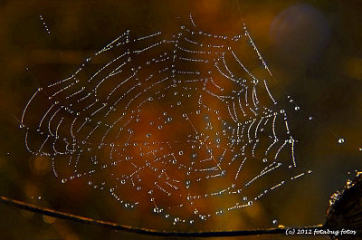 Wonderfully Woven Wet Web