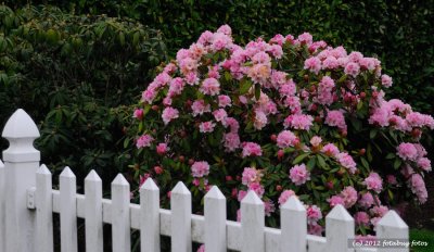 Blooms Every Year in February