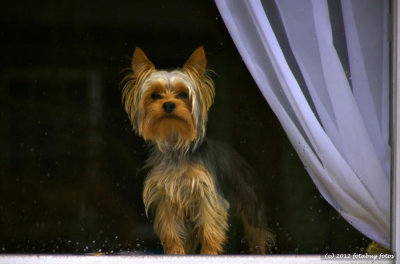 Doggie in The Window