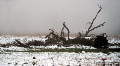Fallen Tree in Snow Covered Field