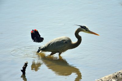 Redwing Blackbirds Attacking Heron