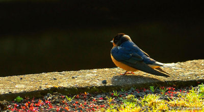 Beautiful Barn Swallow