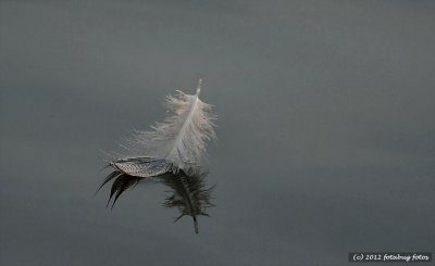 Feather on a Pond