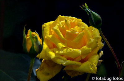 Yellow Rose, Carol's Favorite