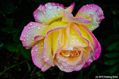 Masquerade Rose With Raindrops