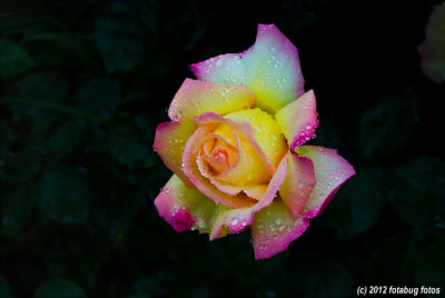 Raindrops and Rose