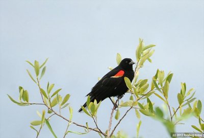 Redwing Blackbird