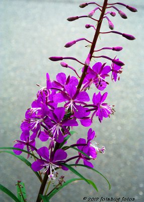 Pleasingly Purple - Fireweed
