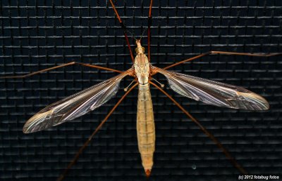 Skeeter Eater  (Pterodactyl Fly in Oregon)