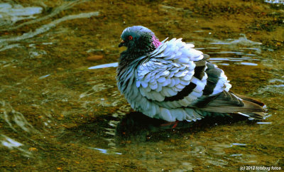 Pleasingly Plump Pigeon