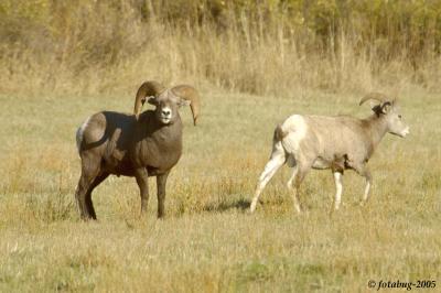 A huge bighorn sheep ram - not pleased with me being so close