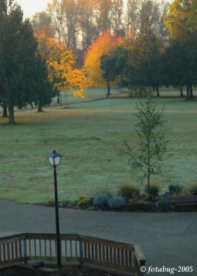 Trees shimmer in the morning light