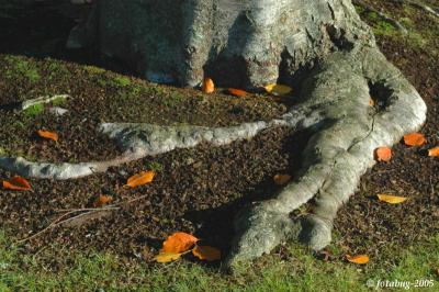 Is this bigfoot?  (firmly rooted)