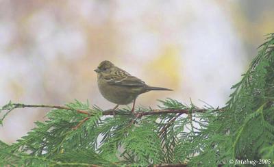 Bird on twig