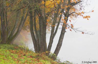 Trees, river and fog