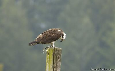 Osprey #3