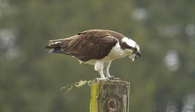 Osprey #5