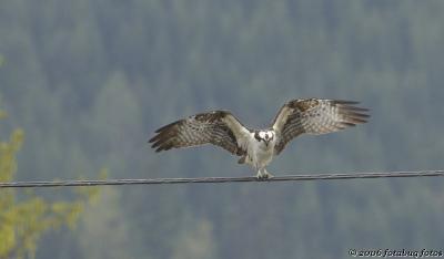 Osprey stretching its wings #4